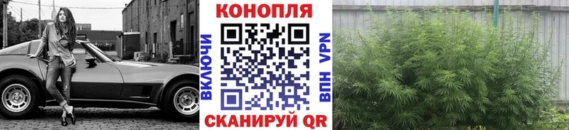 Каннабис ГИДРОПОН  Дигора 